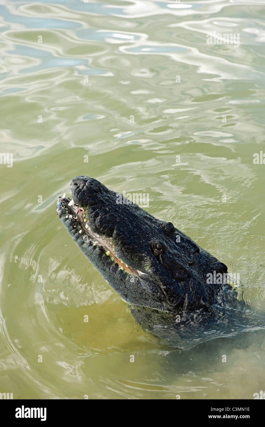 Morelets Crocodile, Crocodile (Crocodylus moreletii mexicain) à partir de Lake Coba, Mexique. Banque D'Images