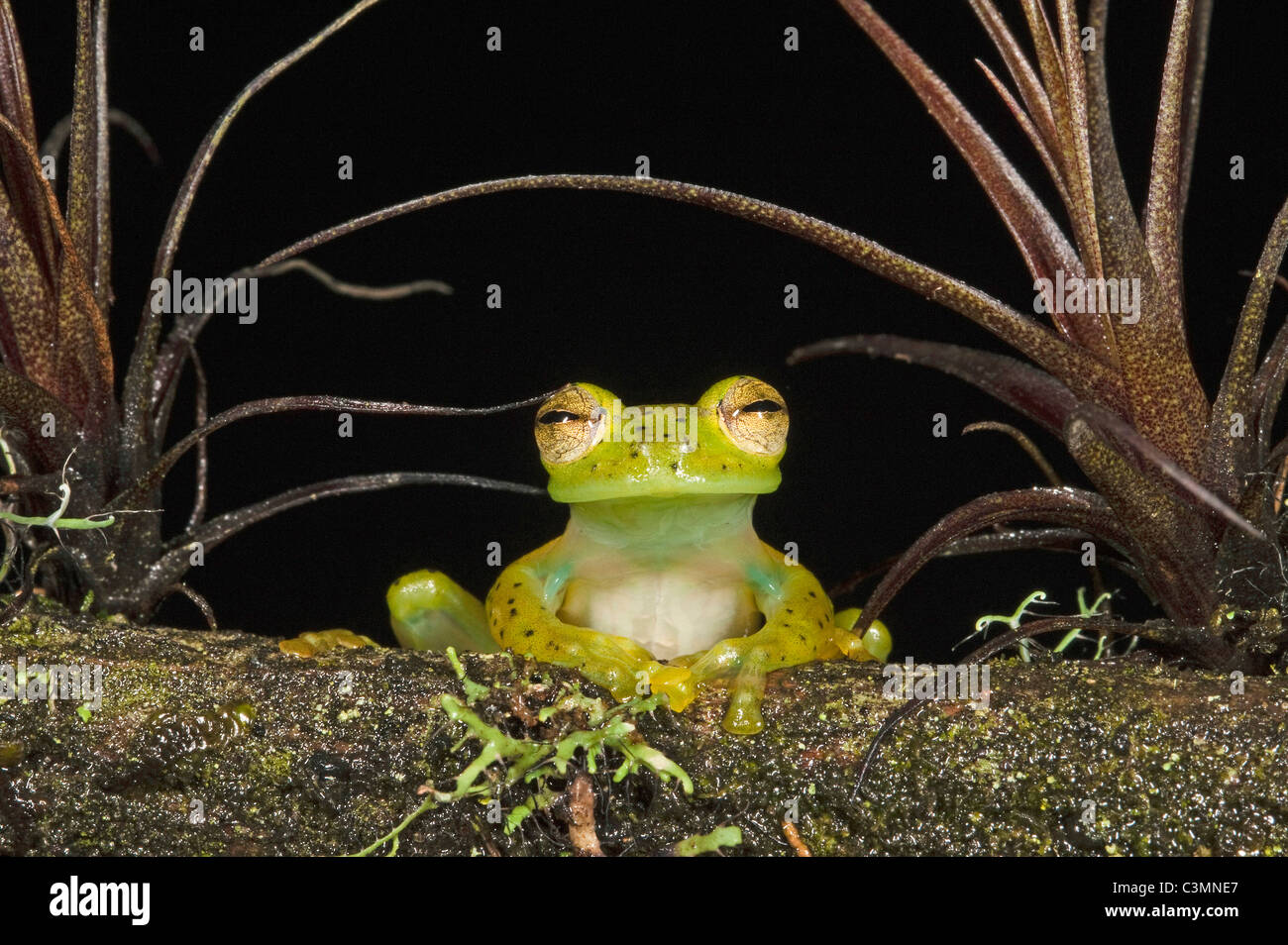 Grenouille de verre émeraude (Espadarana prosoblepon prosoblepon, Centrolene) sur un tronc d'arbre humide. L'Équateur. Banque D'Images