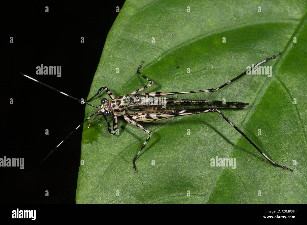 Wasp imiter Katydid (Quiva sp) sur une feuille. En bordure de la rivière Napo du Parc National Yasuní, forêt amazonienne, en Equateur. Banque D'Images
