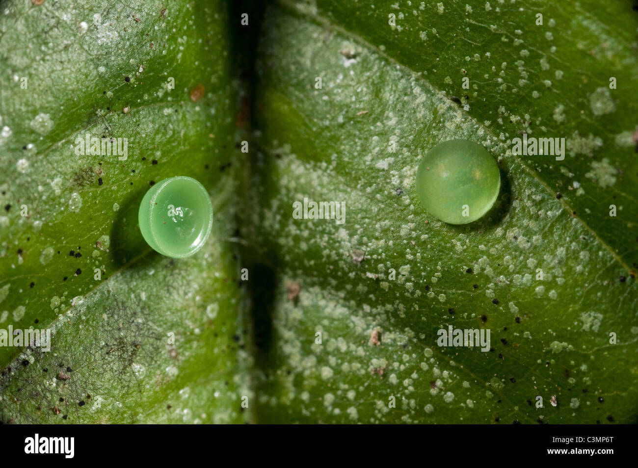 Morpho Morpho Achilles (Achille), d'oeufs sur une feuille. En bordure de la rivière Napo du Parc National Yasuní, forêt amazonienne, en Equateur. Banque D'Images