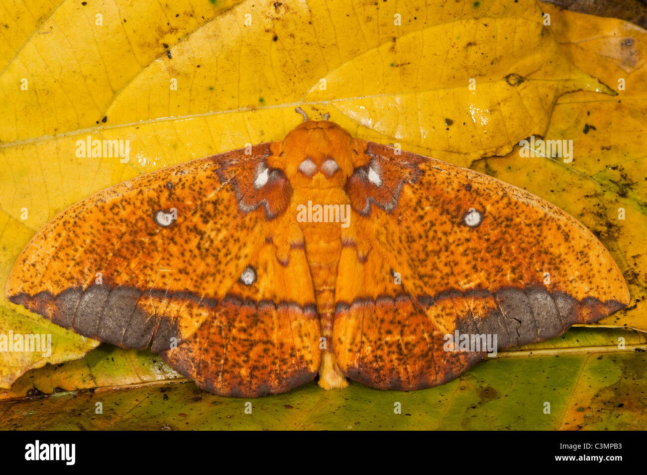 Amazon moth Banque de photographies et d'images à haute résolution - Alamy