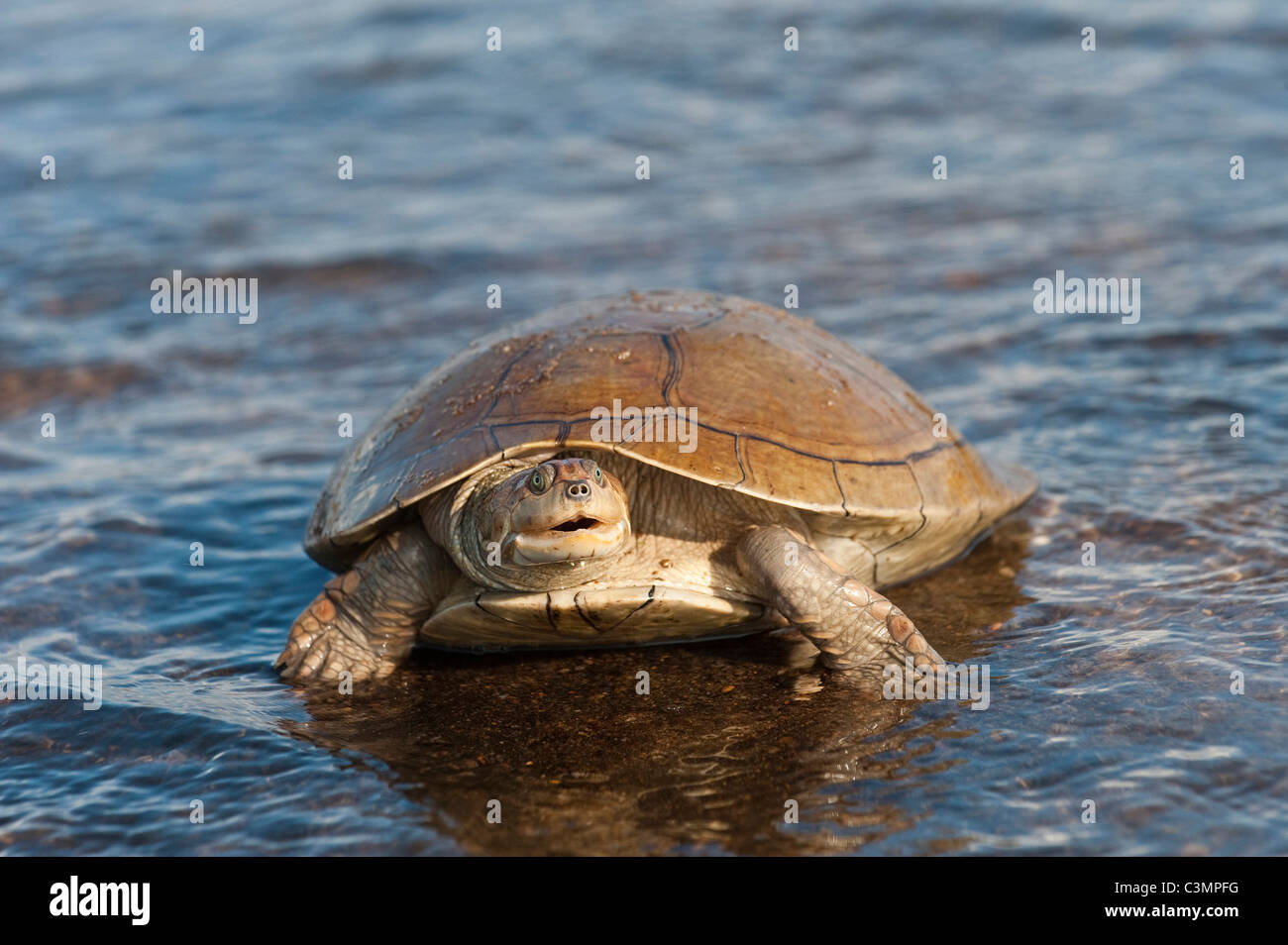 Tortue de côté savane (Podocnemis vogli) libérés après avoir été trouvés par des pêcheurs dans l'Orénoque, au Venezuela. Banque D'Images