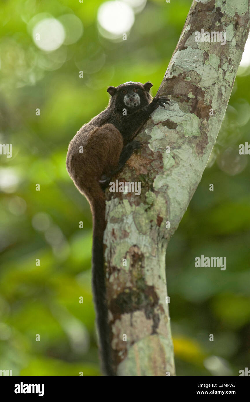 Un manteau noir (Saguinus nigricollis) sur un tronc d'arbre. Banque D'Images