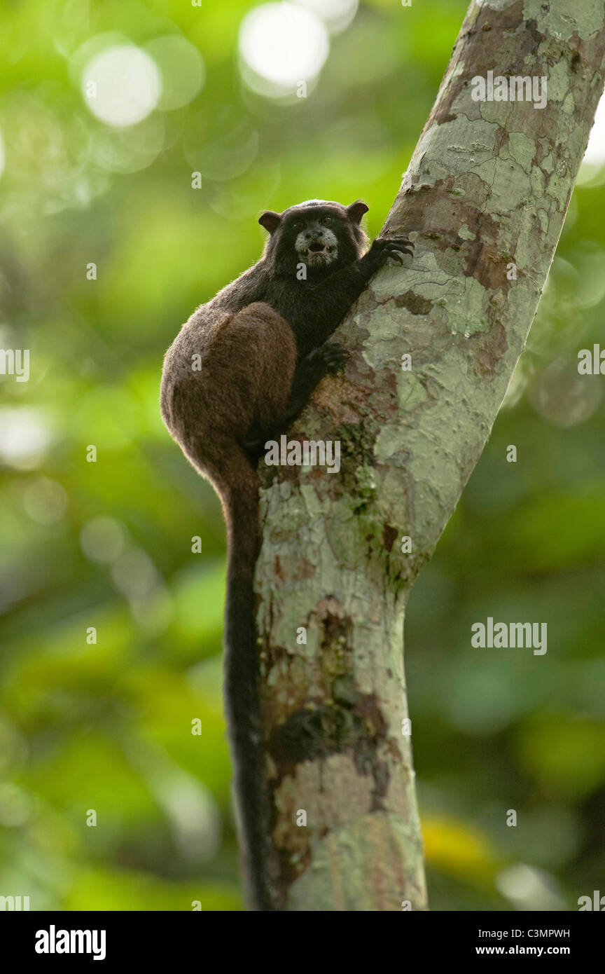 Un manteau noir (Saguinus nigricollis) sur un tronc d'arbre. Banque D'Images