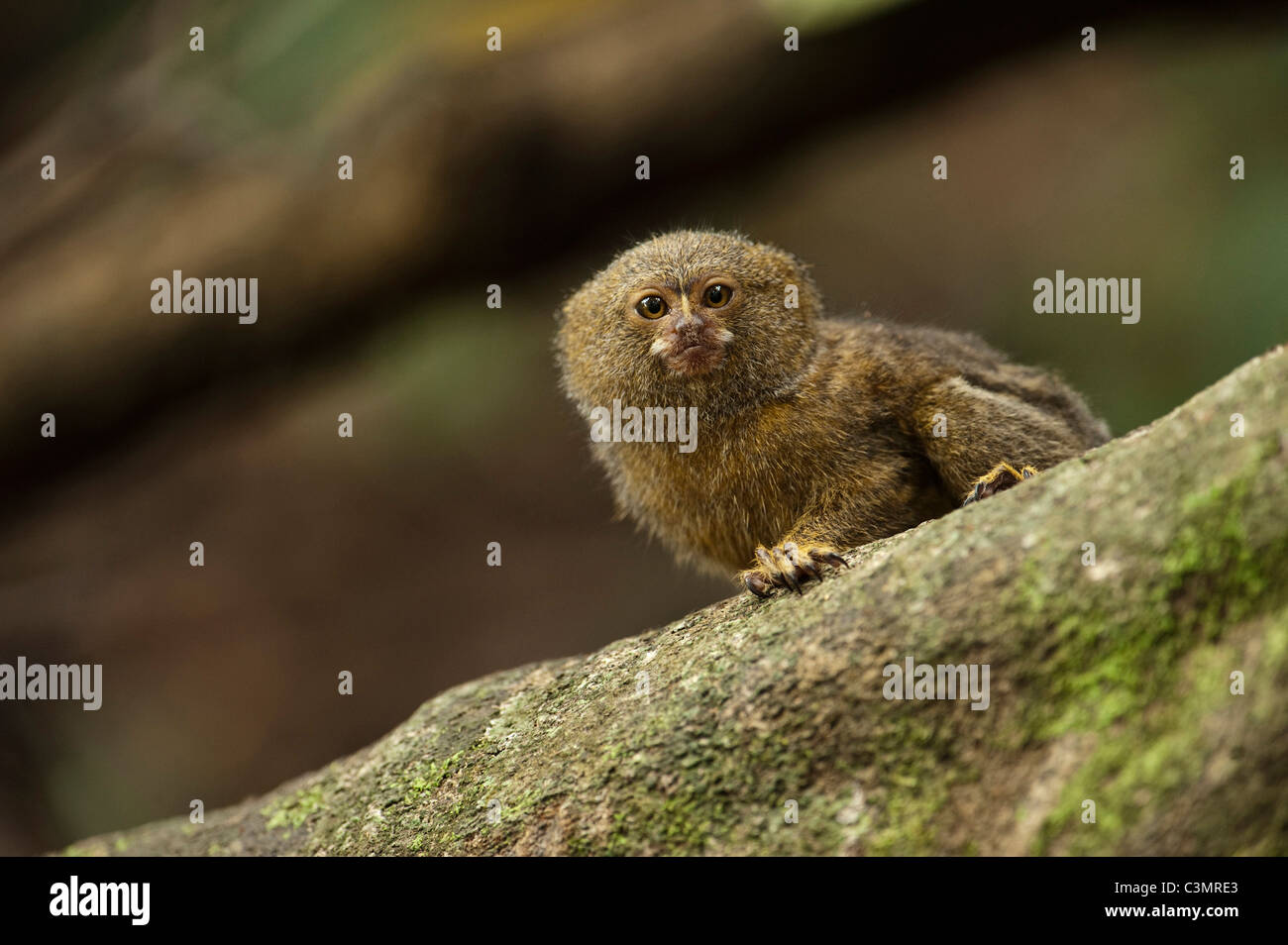Ouistiti pygmée (Callithrix pygmaea, Cebuella pygmaea). Plus petit vrai singe dans le monde Banque D'Images