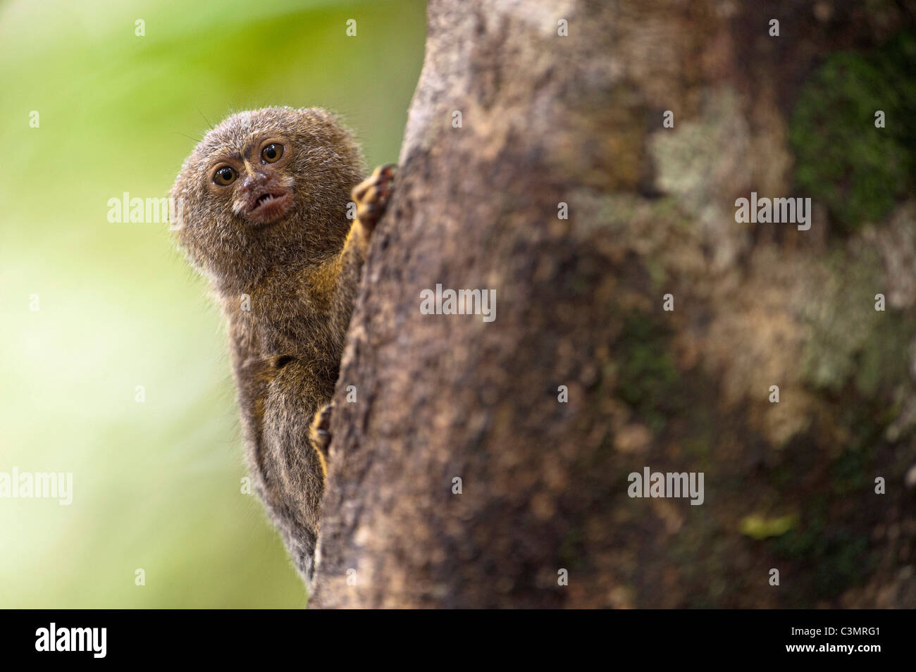 Ouistiti pygmée (Callithrix pygmaea, Cebuella pygmaea). Plus petit vrai singe dans le monde Banque D'Images