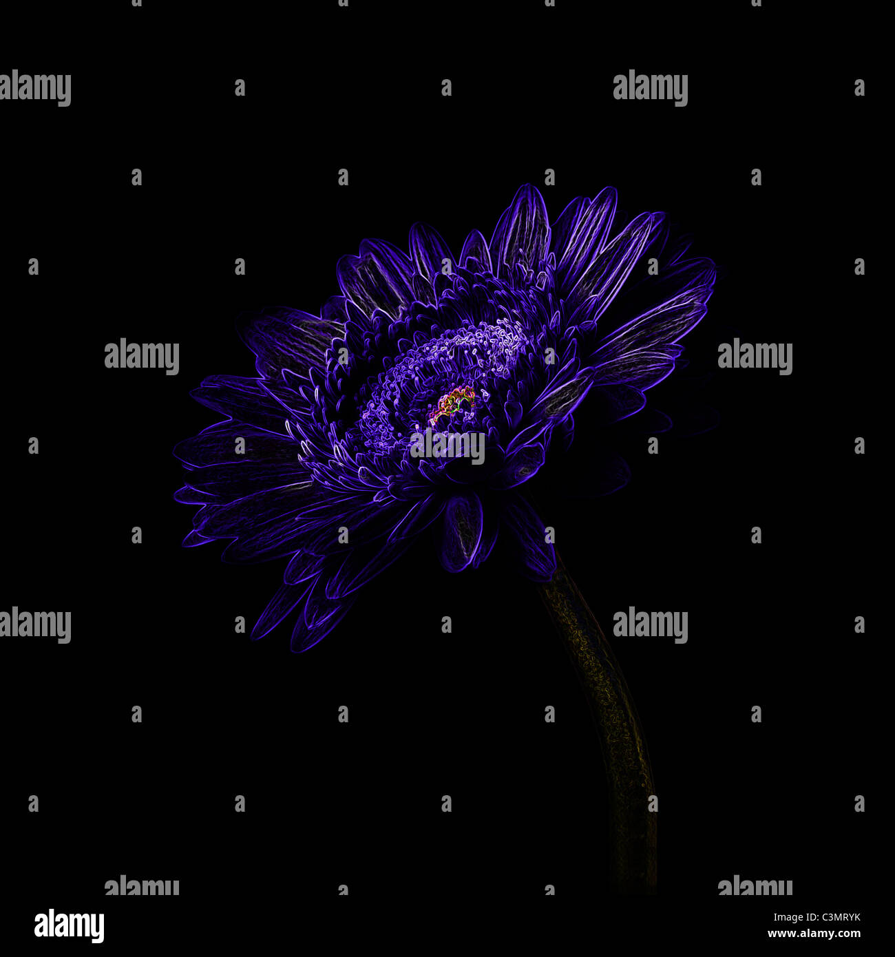 Modifié numériquement image d'un gerbera avec bords bleu éclatant sur un fond noir Banque D'Images