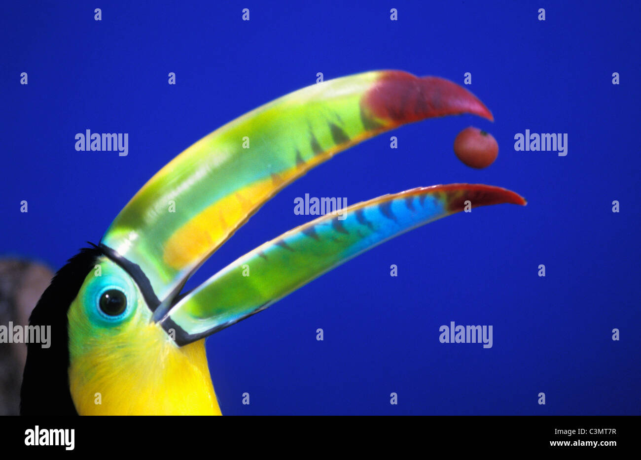 Costa Rica. Parc National de Tortuguero. Bec quille Toucan. ( Ramphastos sulfuratus ). Banque D'Images