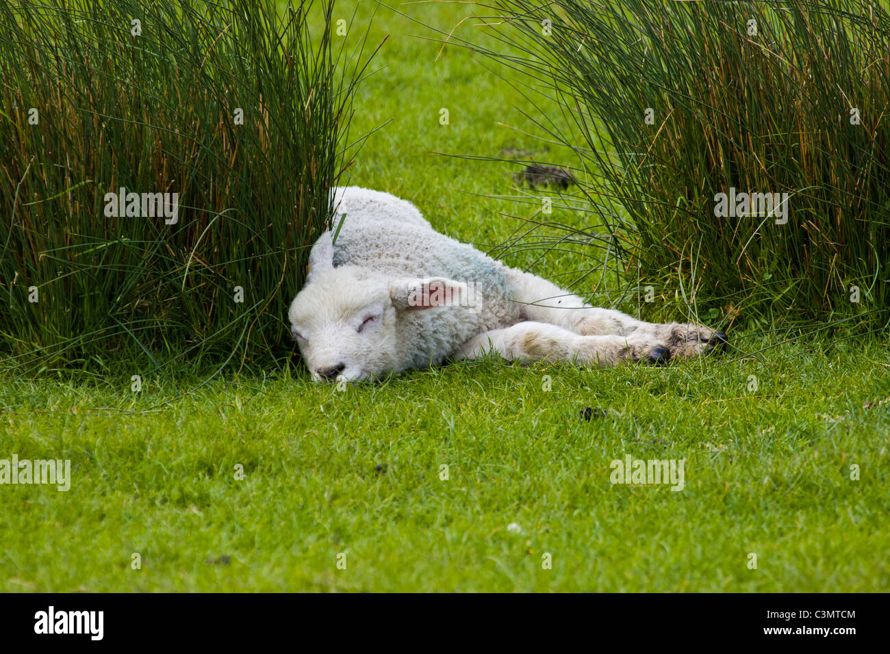 Un seul agneau Romney blanc dormant dans un champ Banque D'Images