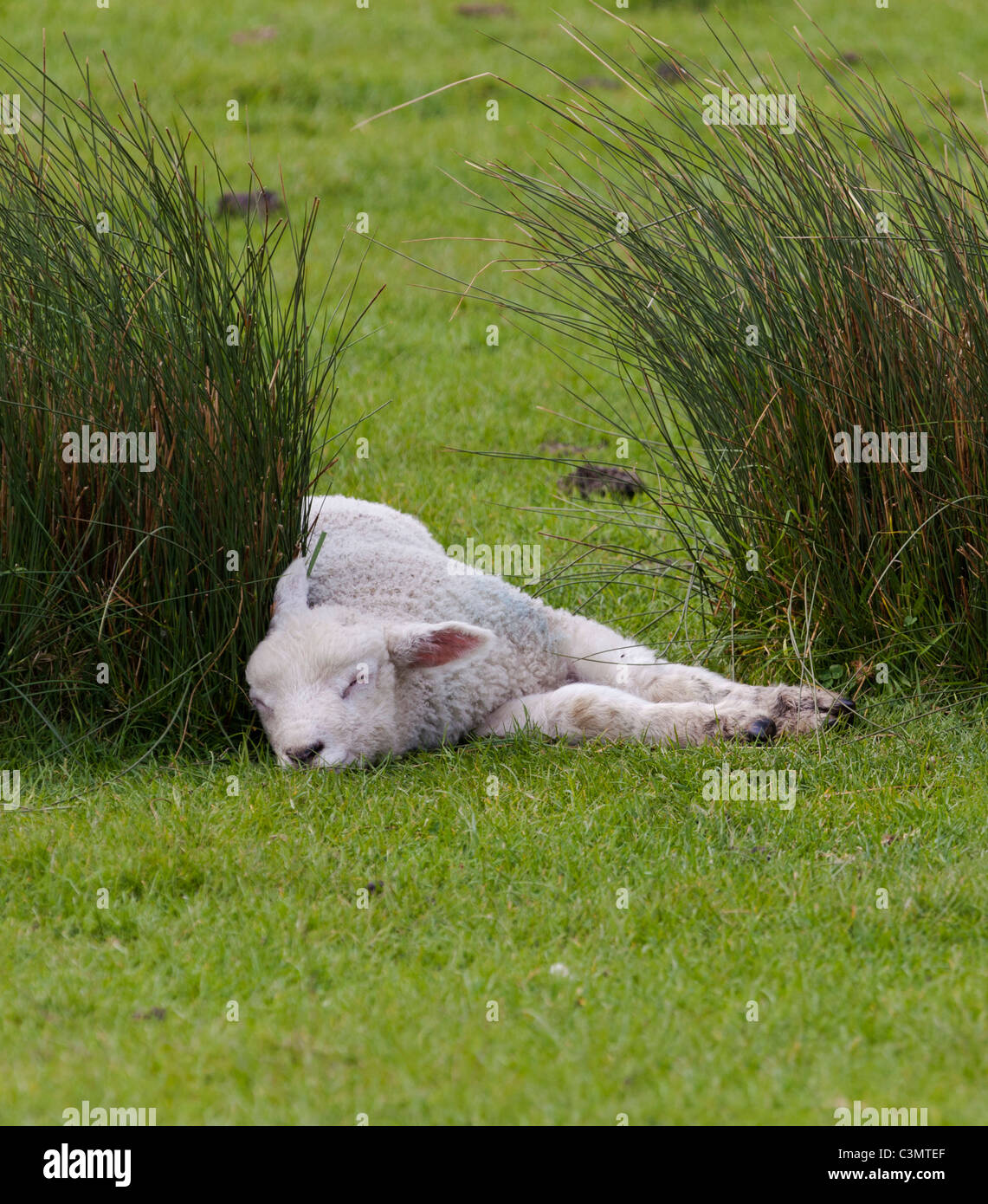 Un seul agneau Romney blanc dormant dans un champ Banque D'Images