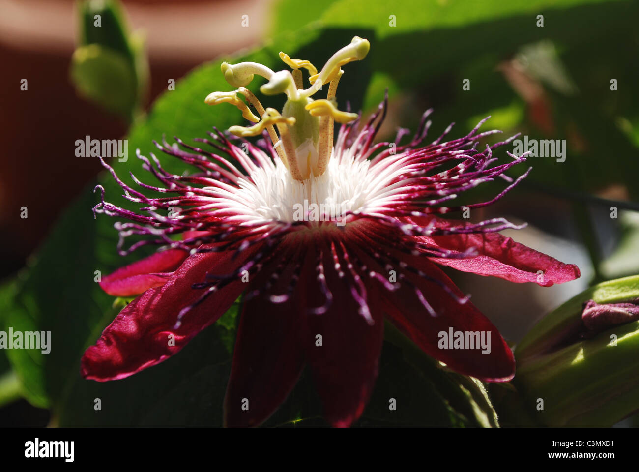 Lady Margaret passion flower close-up Banque D'Images