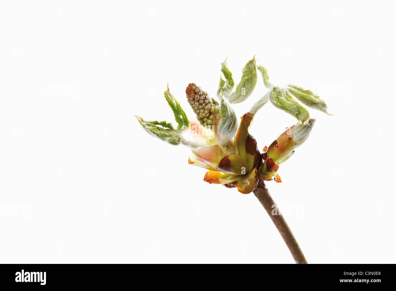 Chestnut Bud contre fond blanc Banque D'Images