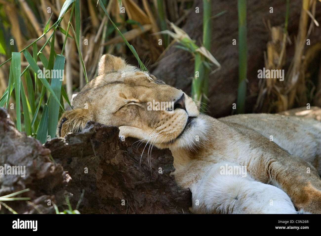 L'Afrique du Sud. Johannesburg. Lion. Panthera leo. La captivité. Banque D'Images