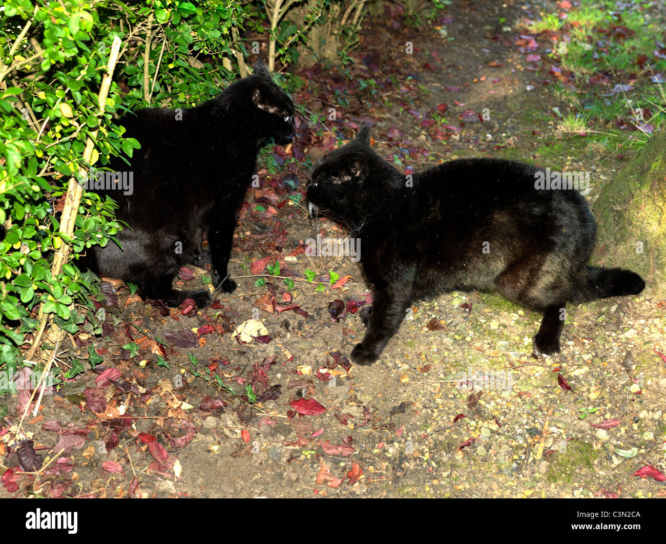 Chats noirs Banque de photographies et d’images à haute résolution Alamy