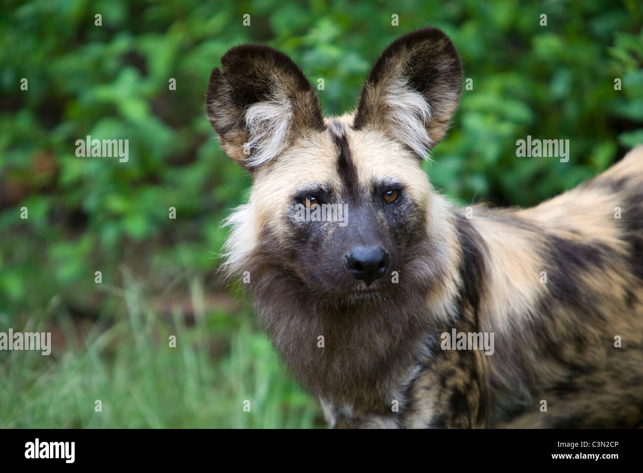 L'Afrique du Sud, Pretoria. Un chien sauvage d'Afrique, peint aussi chien de chasse, Lycaon pictus. La captivité. Banque D'Images