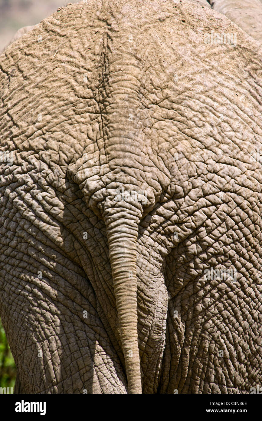 L'Afrique du Sud, près de Rustenburg, Parc National de Pilanesberg. L'éléphant d'Afrique. (Loxodonta africana). Banque D'Images