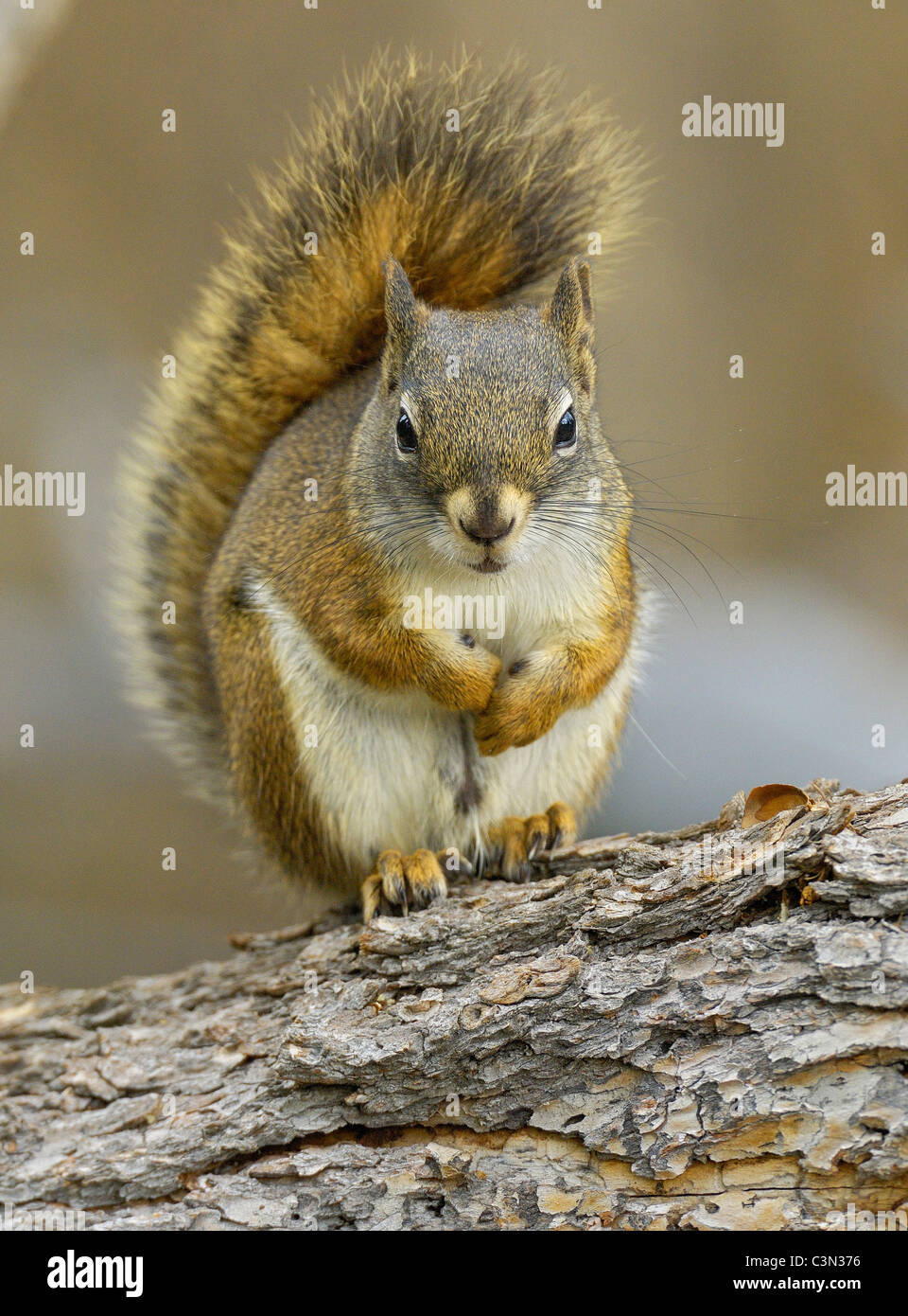 Portrait d'un écureuil roux Banque D'Images