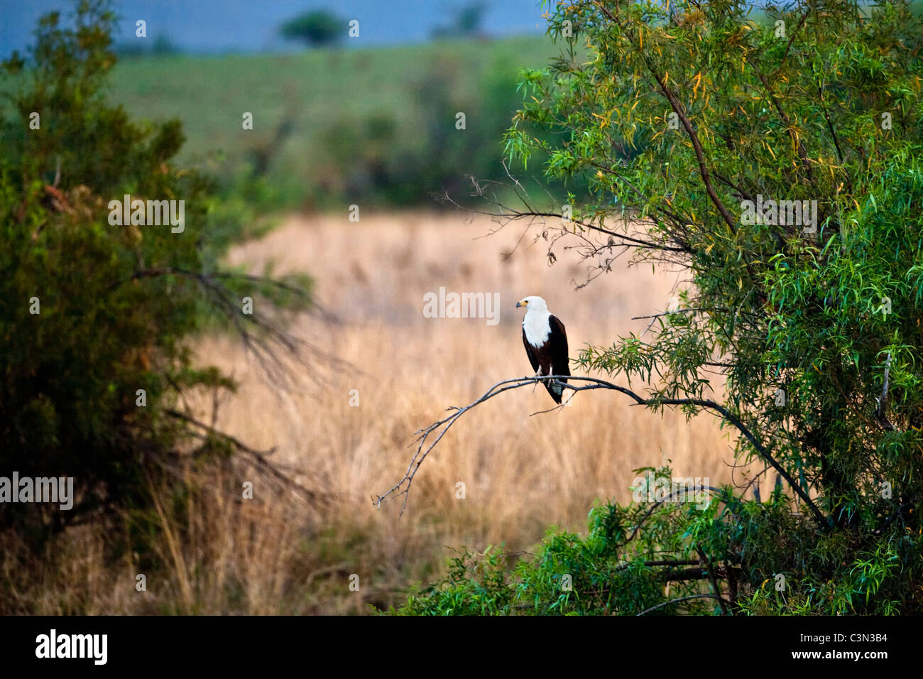 L'Afrique du Sud, le Parc National de Pilanesberg Mankwe Fish-Eagle African cacher, Haliaeetus vocifer, perché sur une branche Banque D'Images