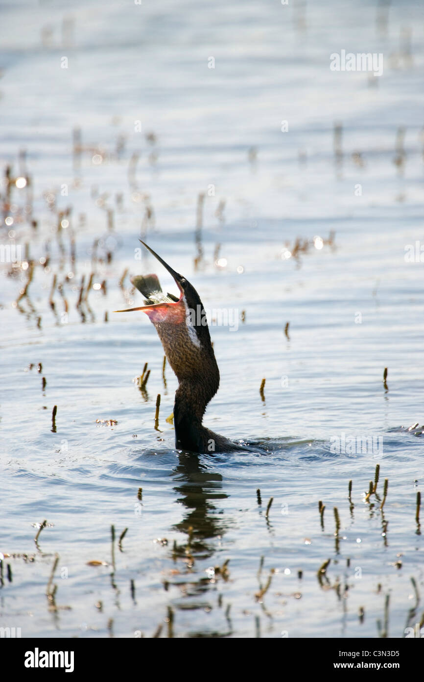 L'Afrique du Sud, près de Rustenburg, Parc National de Pilanesberg. Mankwe cacher. Anhinga rufa, dard d'Afrique. Poisson avaler. Banque D'Images