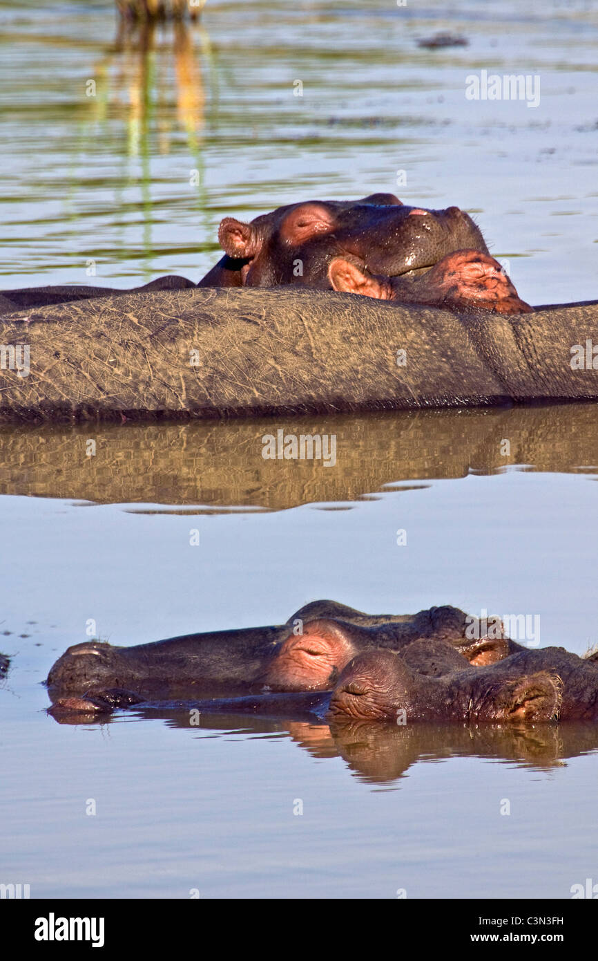 L'Afrique du Sud, près de Rustenburg, Parc National de Pilanesberg. Les hippopotames, Hippopotame. (Hippopotamus amphibius). Banque D'Images