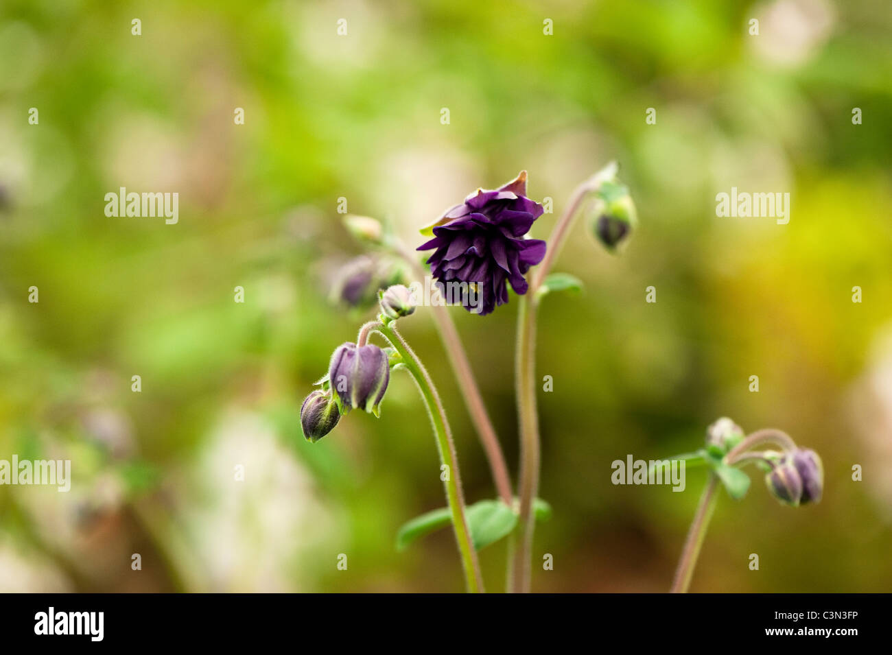 Aquilegia 'Blue Barlow' Banque D'Images