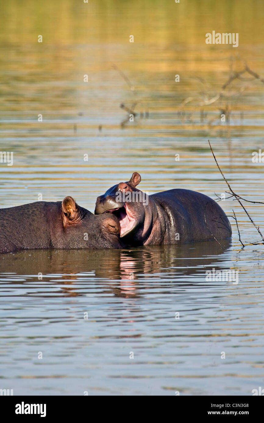 L'Afrique du Sud, près de Rustenburg, Parc National de Pilanesberg. Les hippopotames, Hippopotame. (Hippopotamus amphibius). Banque D'Images