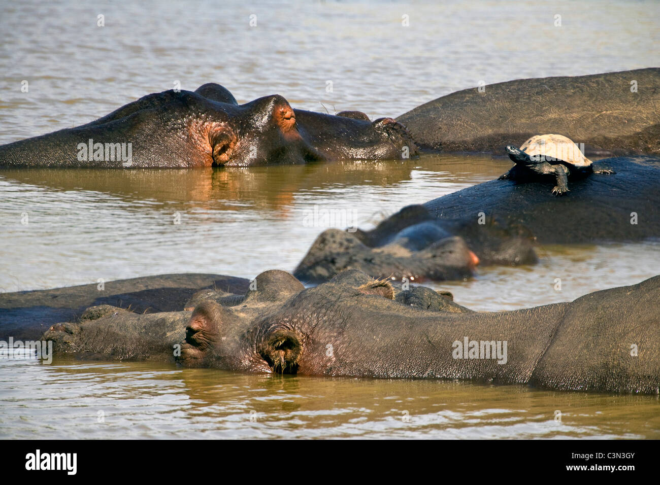 L'Afrique du Sud, près de Rustenburg, Parc National de Pilanesberg. Les hippopotames, hippopotame, Hippopotamus amphibius. Tortue sur l'arrière. Banque D'Images
