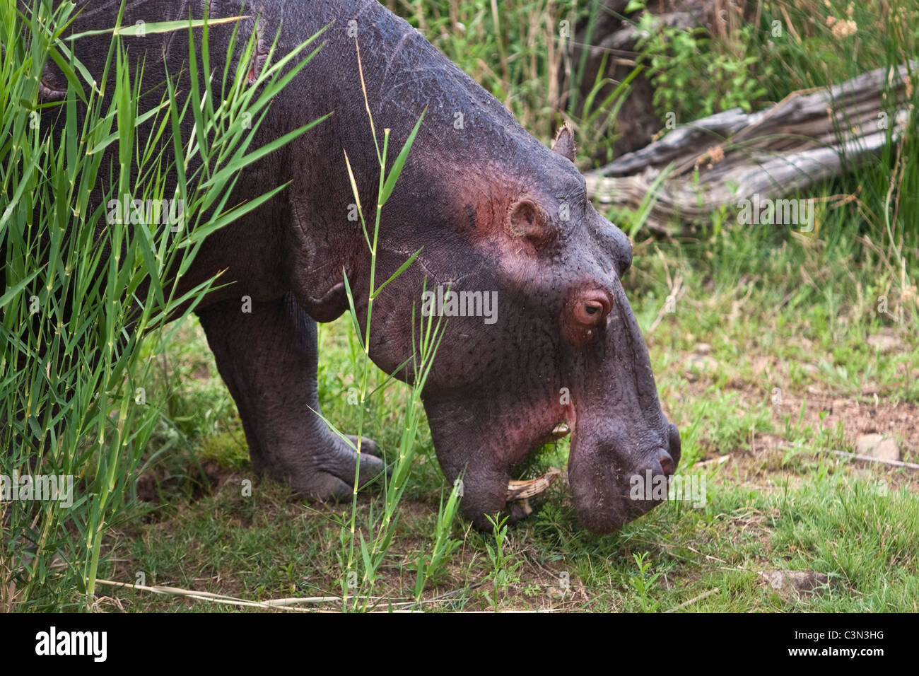 L'Afrique du Sud, près de Rustenburg, Parc National de Pilanesberg. L'hippopotame, Hippopotame. (Hippopotamus amphibius). Banque D'Images