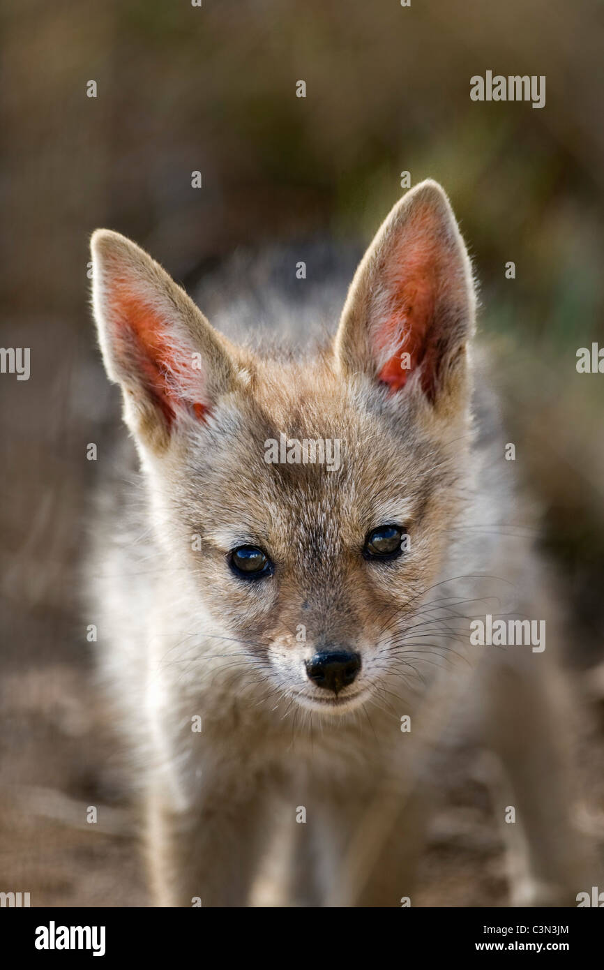 Mignon Chacal Banque D Image Et Photos Alamy Mignon Chacal Banque D Image Et Photos Alamy