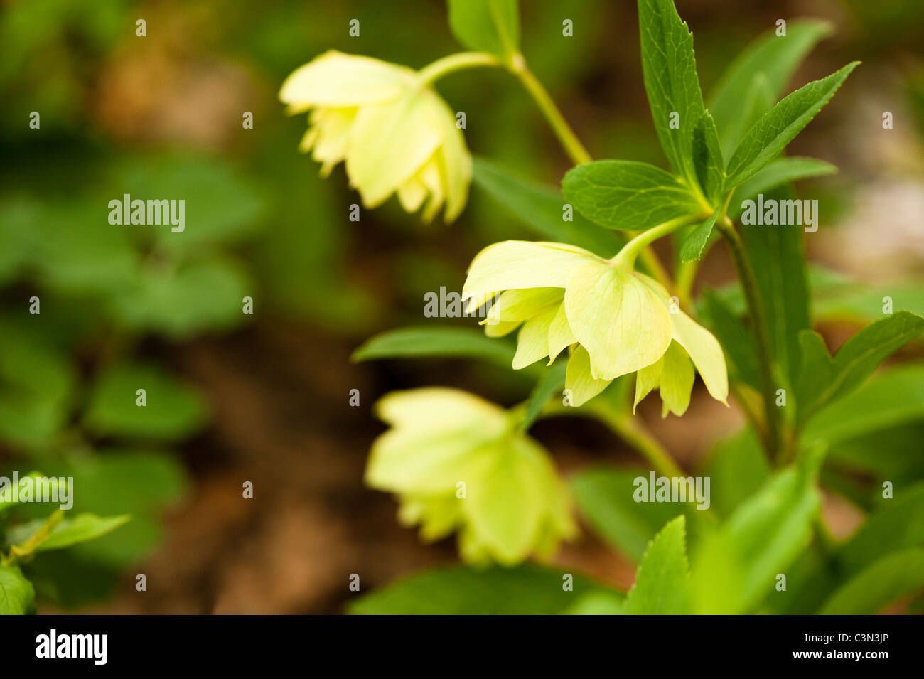 Helleborus x hybridus 'angel' Primrose Banque D'Images