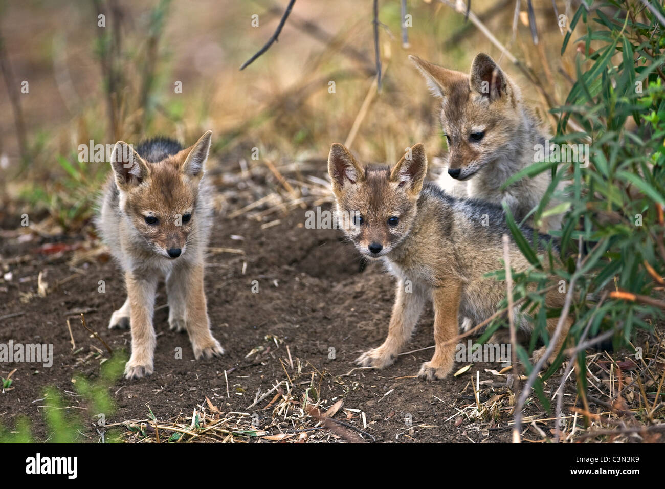 L'Afrique du Sud, près de Rustenburg, Parc National de Pilanesberg. Blackbacked chacal. (Canis Mesomelas). Les jeunes. Tasses. Banque D'Images