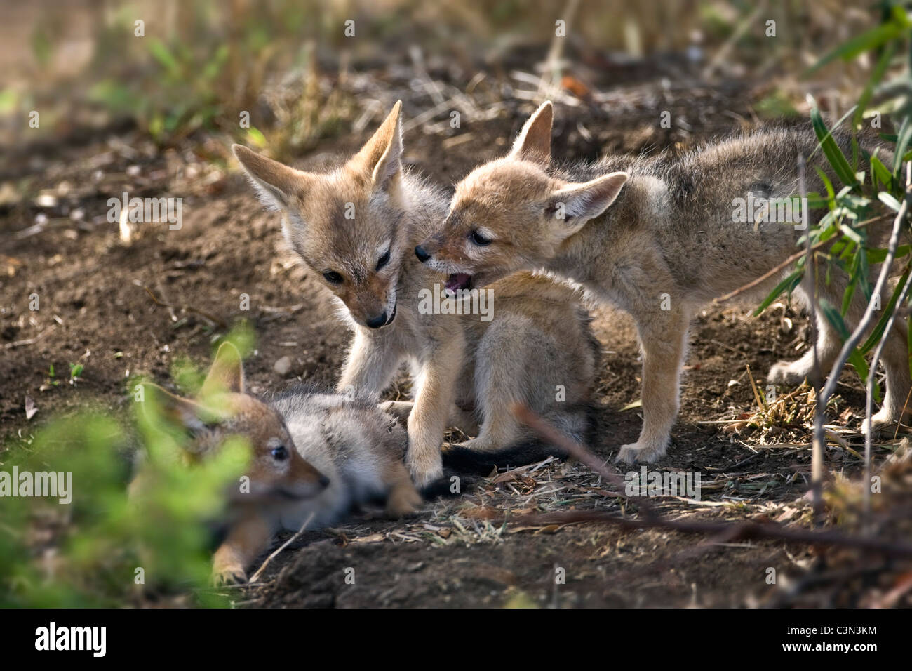 L'Afrique du Sud, près de Rustenburg, Parc National de Pilanesberg. Blackbacked chacal. (Canis Mesomelas). Les jeunes. Tasses. Banque D'Images