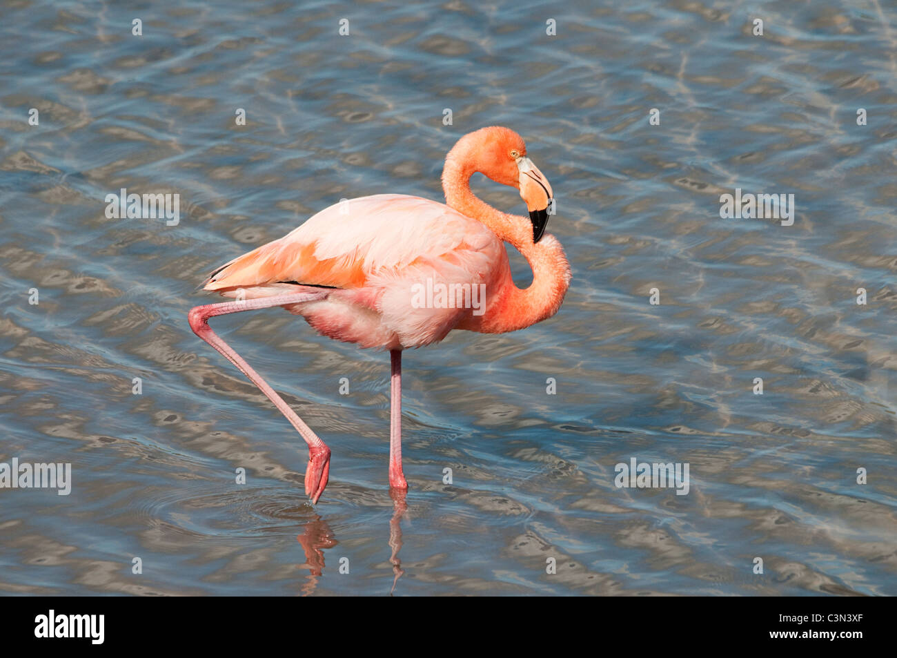 Flamant rose (Phoenicopterus caoutchouc) Punta Cormorant Equateur Galapagos Île Floreana Banque D'Images