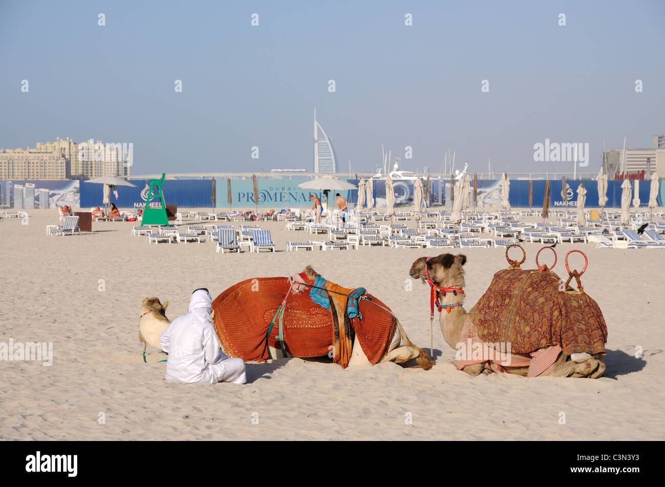 Chameaux sur la plage de Dubai, Émirats Arabes Unis Banque D'Images