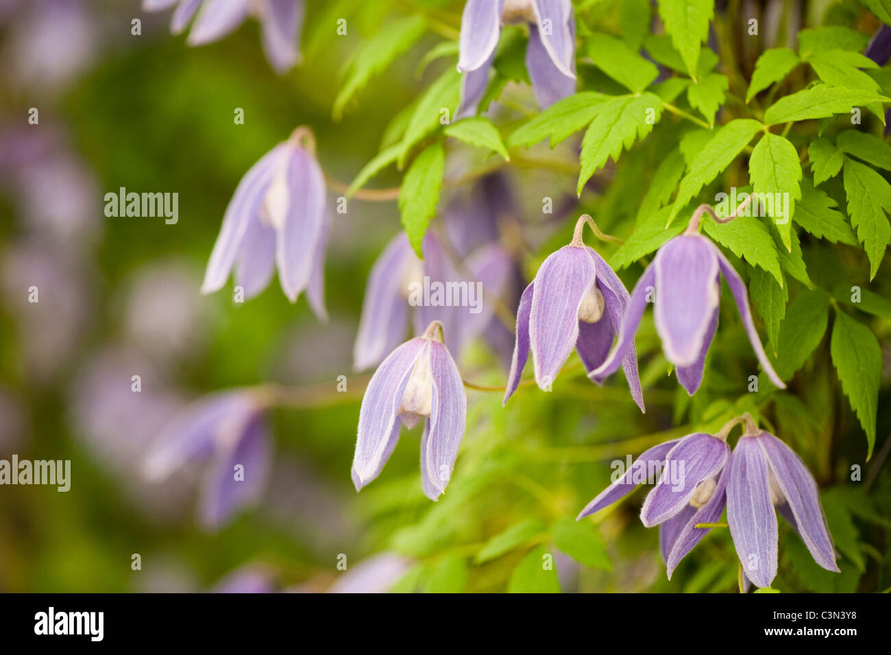 Clematis alpina 'Cyanea' Banque D'Images