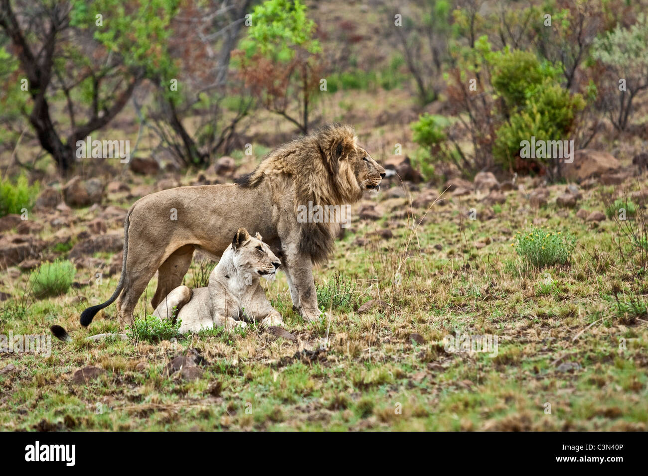 L'Afrique du Sud, près de Rustenburg, Parc National de Pilanesberg. Les Lions. (Panthera leo). Comportement de cour. Banque D'Images