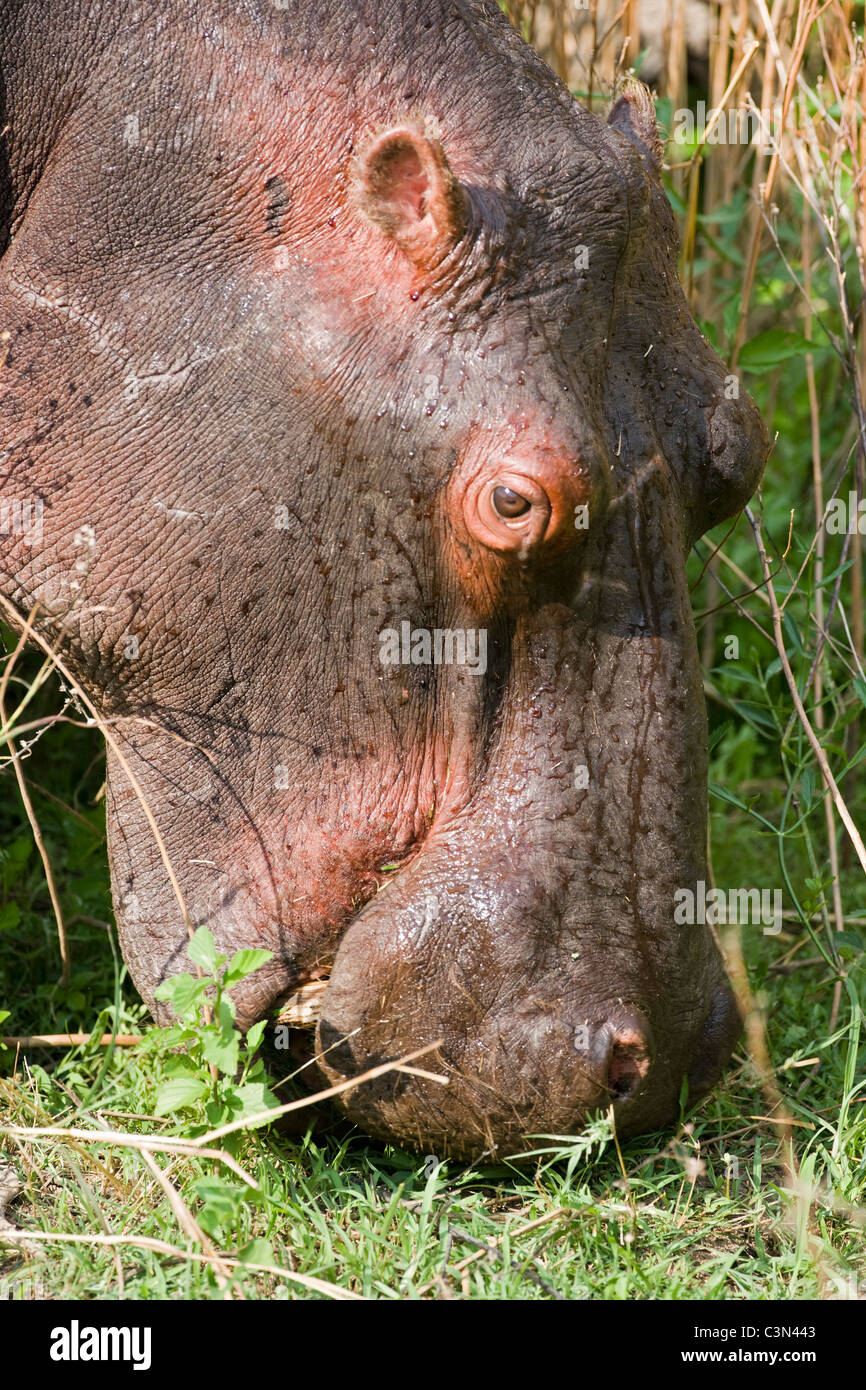 L'Afrique du Sud, près de Rustenburg, Parc National de Pilanesberg. L'hippopotame, Hippopotame. (Hippopotamus amphibius). Banque D'Images