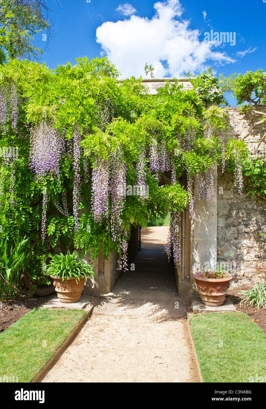 Wisteria sinensis chinois dans les jardins de Worcester College, Université d'Oxford, Oxfordshire, Angleterre, Royaume-Uni, Grande Bretagne Banque D'Images