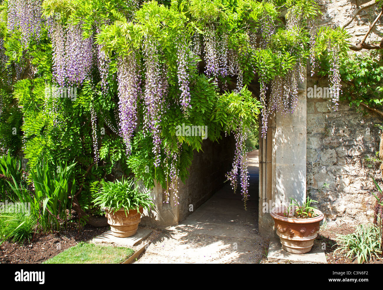 Wisteria sinensis chinois dans le parc de Worcester College, Université d'Oxford, Oxfordshire, Angleterre, Royaume-Uni, Grande Bretagne Banque D'Images