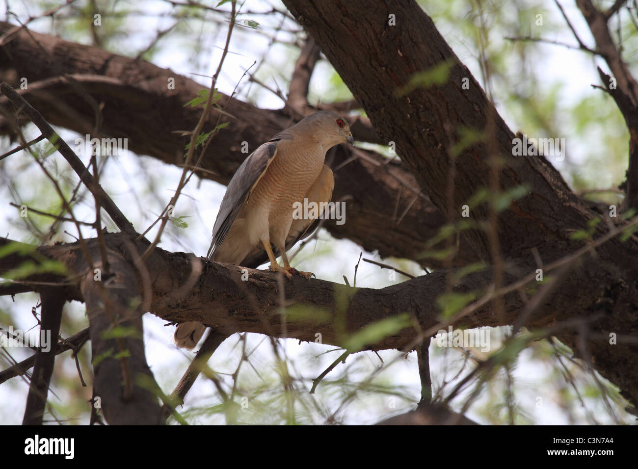 Shikra accipiter badius, Banque D'Images