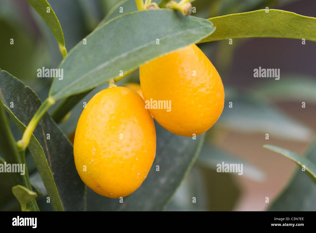 Citrus japonica japonica Fortunella Margarita, Orange tree Banque D'Images