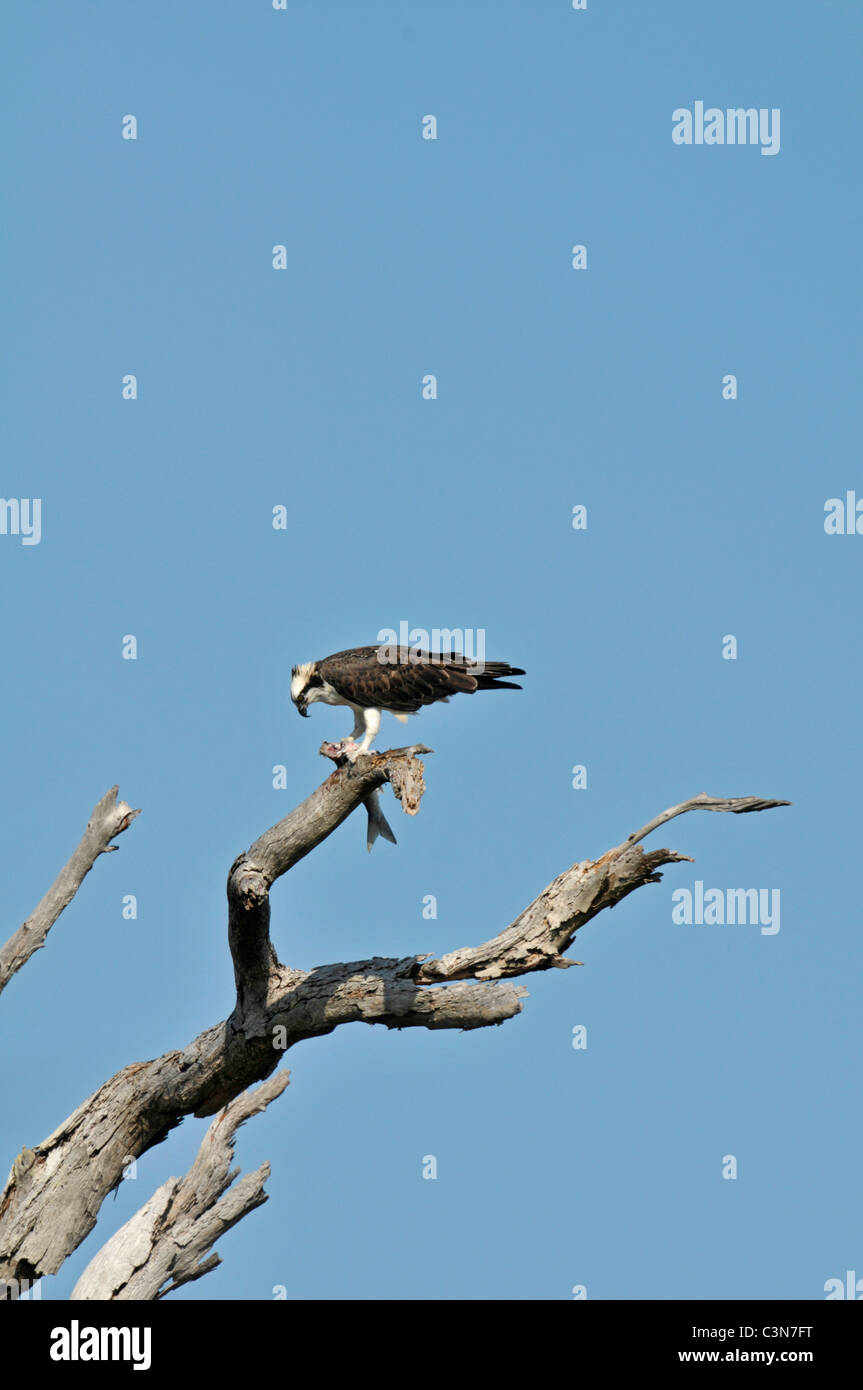 : Osprey Pandion haliaetus. Avec le poisson. Honeymoon Island, Floride, USA. Banque D'Images