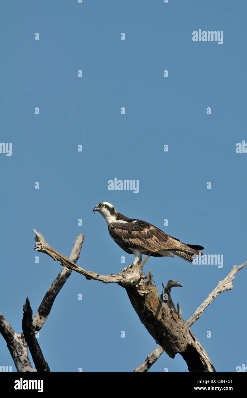 : Osprey Pandion haliaetus. Avec le poisson. Honeymoon Island, Floride, USA. Banque D'Images