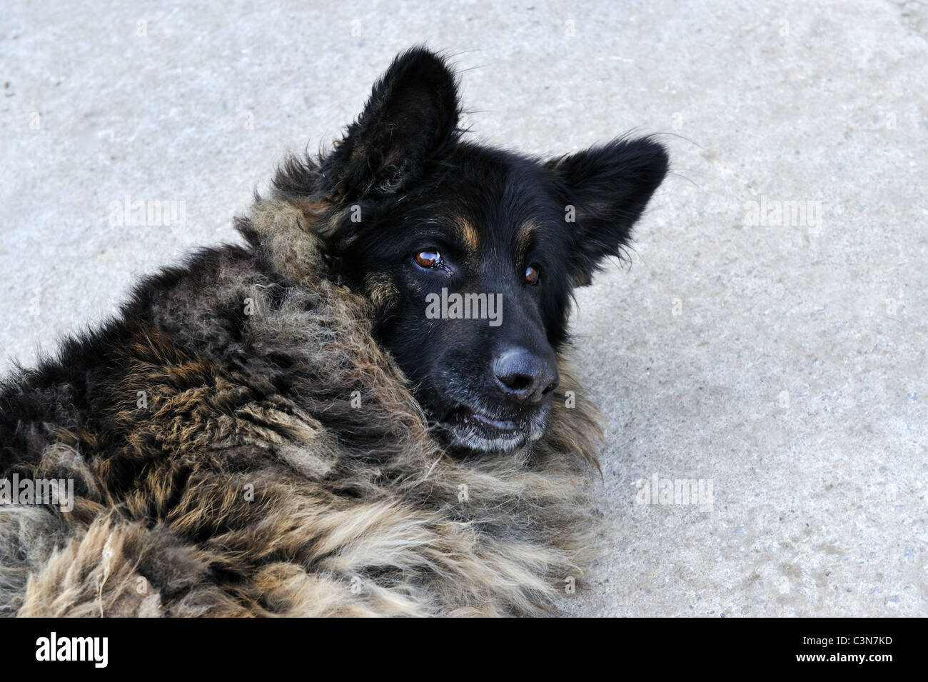 Un portrait d'un chien de berger Allemagne pedigree. Banque D'Images