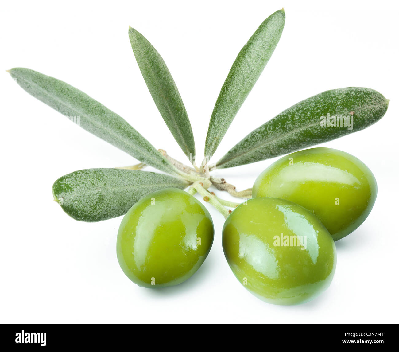 Trois olives vertes sur la branche. Objet sur un fond blanc Banque D'Images