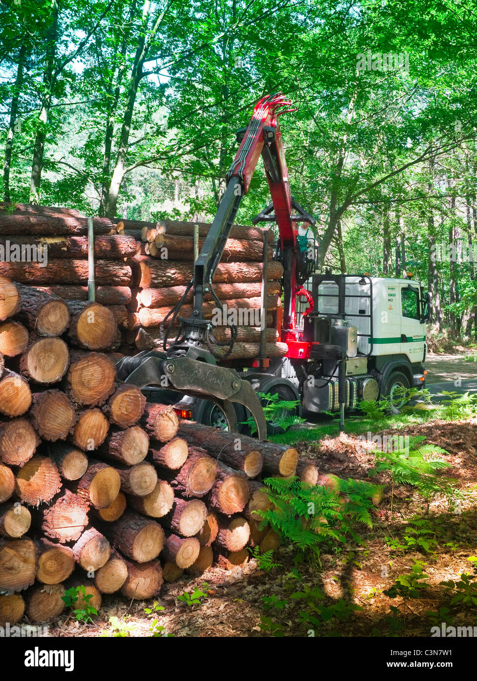 35 tonnes de grumes en pin d'être chargées à bord 22 tonnes transportant en forêt - France. Banque D'Images