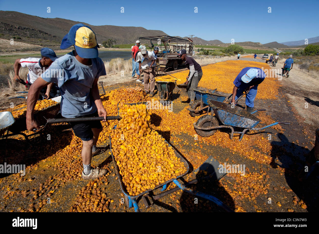 L'Afrique du Sud, Western Cape, près de Barrydale, recueillir les écrous d'abricots secs. Banque D'Images