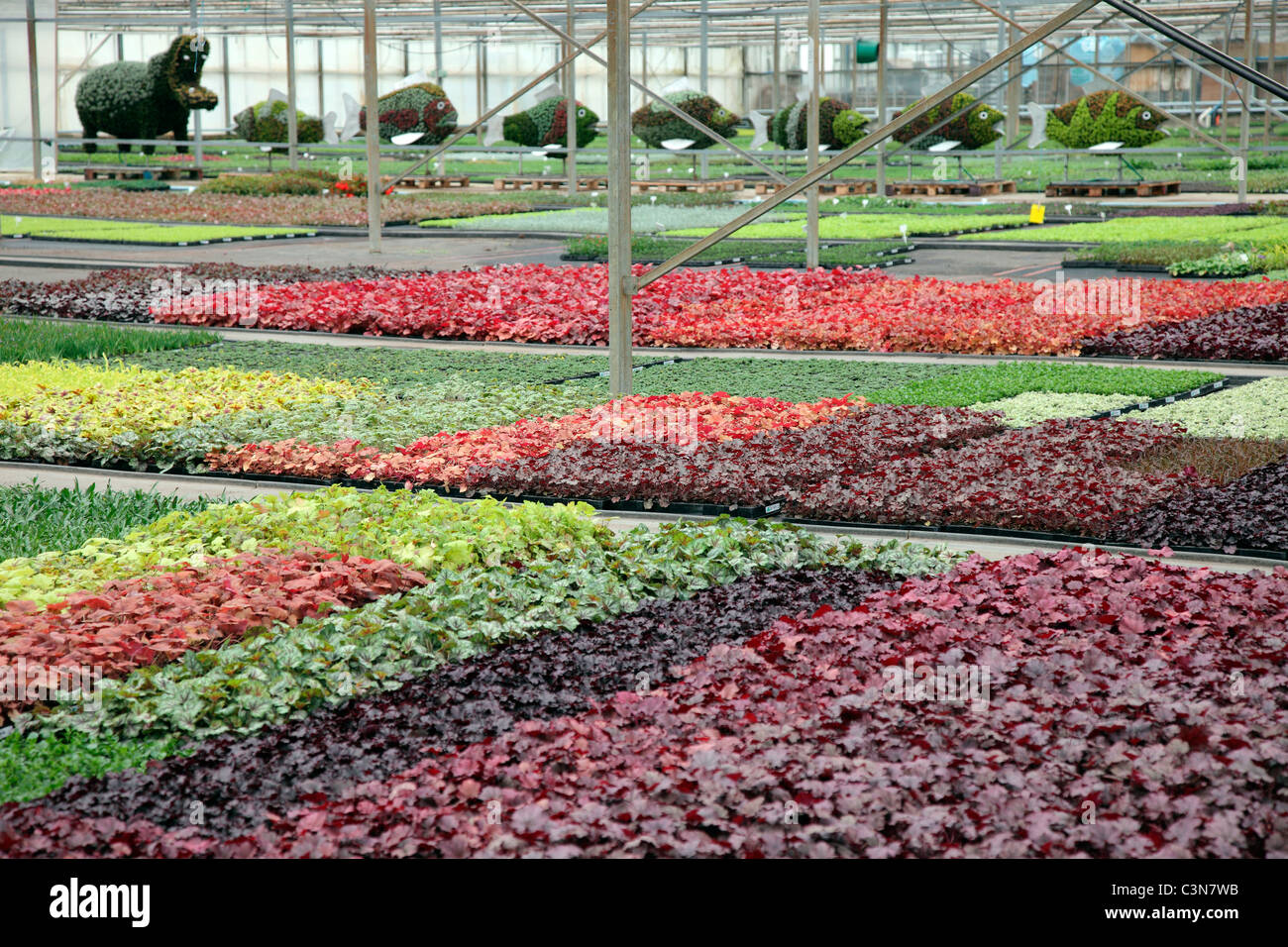 De plus en plus de pépinières commerciales Heuchera et ornementales affiche - Kernock Park, Cornwall Banque D'Images