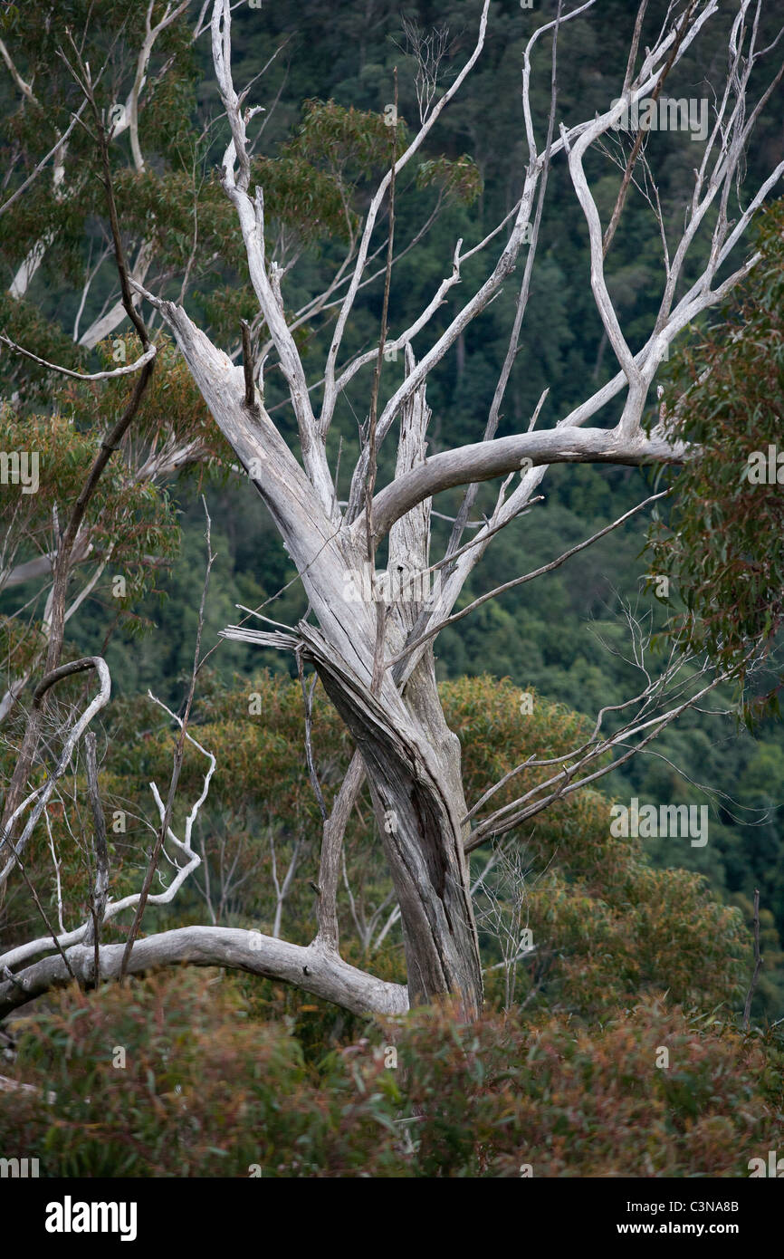 Peler l'écorce d'Eucalyptus gum tree. New South Wales, Australie Banque D'Images