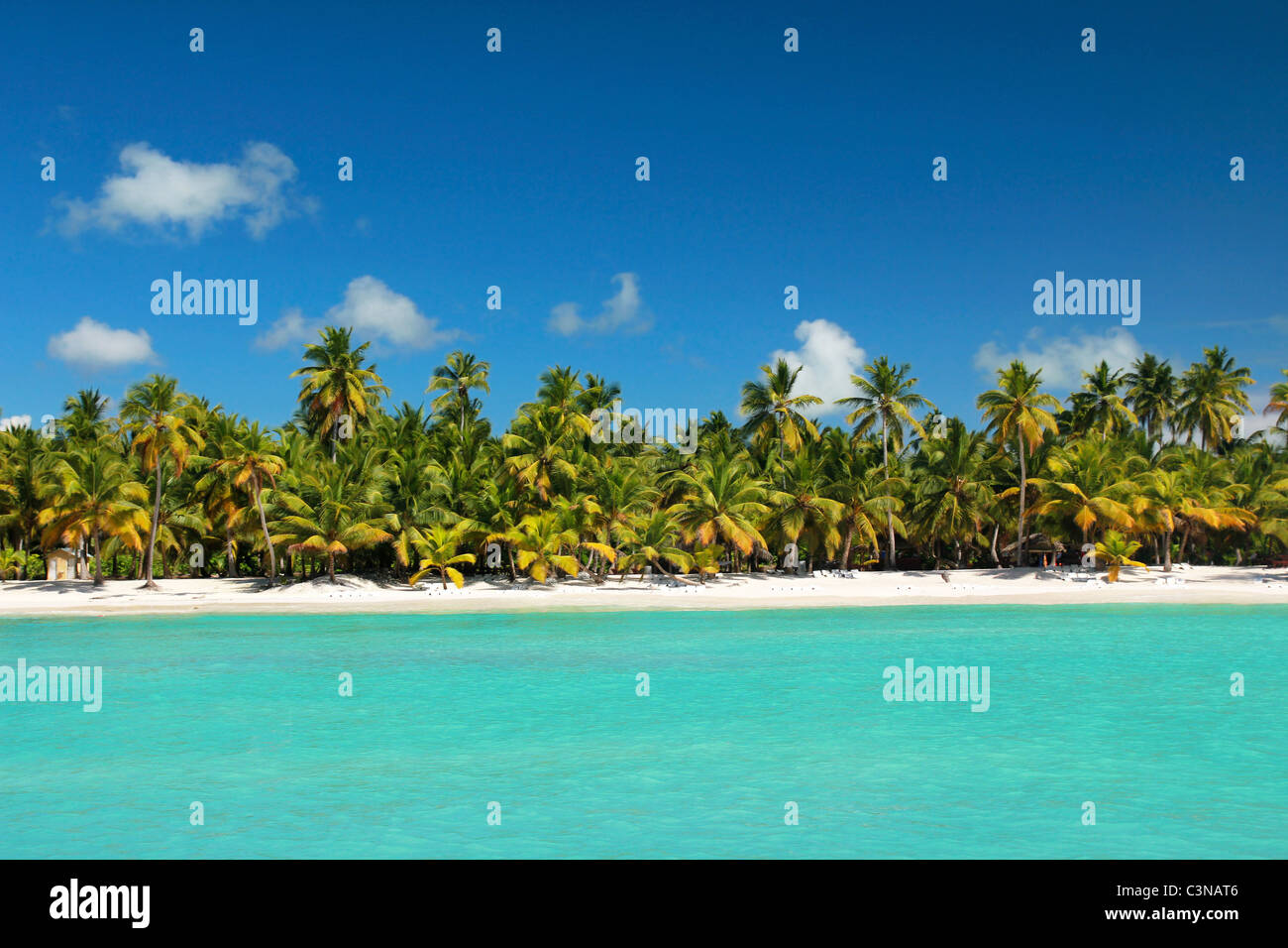 Palms littoral sur la plage des Caraïbes, l'île Saona Banque D'Images